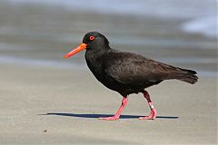 Sooty Oystercatcher